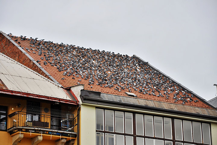A2B Pest Control are able to install spikes to deter birds from roofs in Camberwell. 