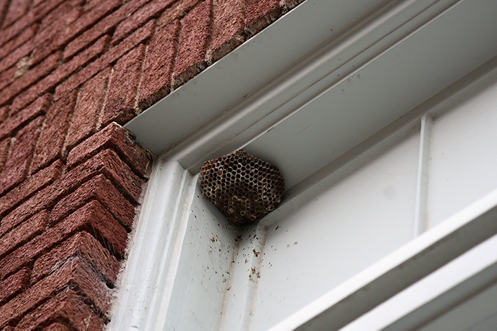 We provide a wasp nest removal service for domestic and commercial properties in Camberwell.